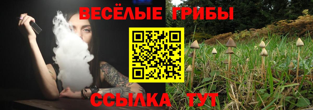 Псилоцибиновые грибы Psilocybine cubensis Красногорск